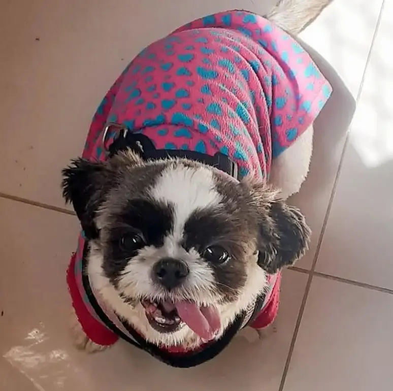 Millena Dias, pet Lorena